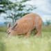 Wildcrete Caracal